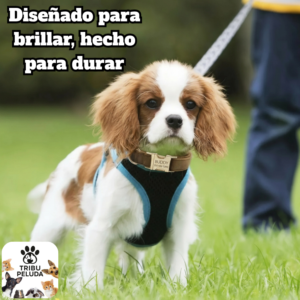 Collar Personalizado de Terciopelo para Perros | Suave, Ajustable y con Placa Grabada con Nombre